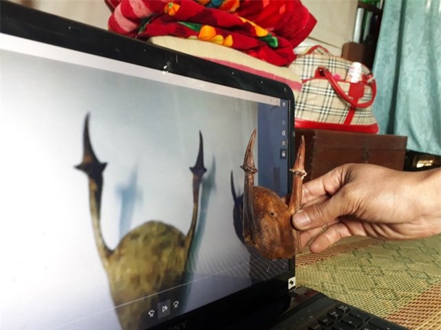 sừng lạ, sừng tê giác, Quảng trị, nhặt được, đổi đời