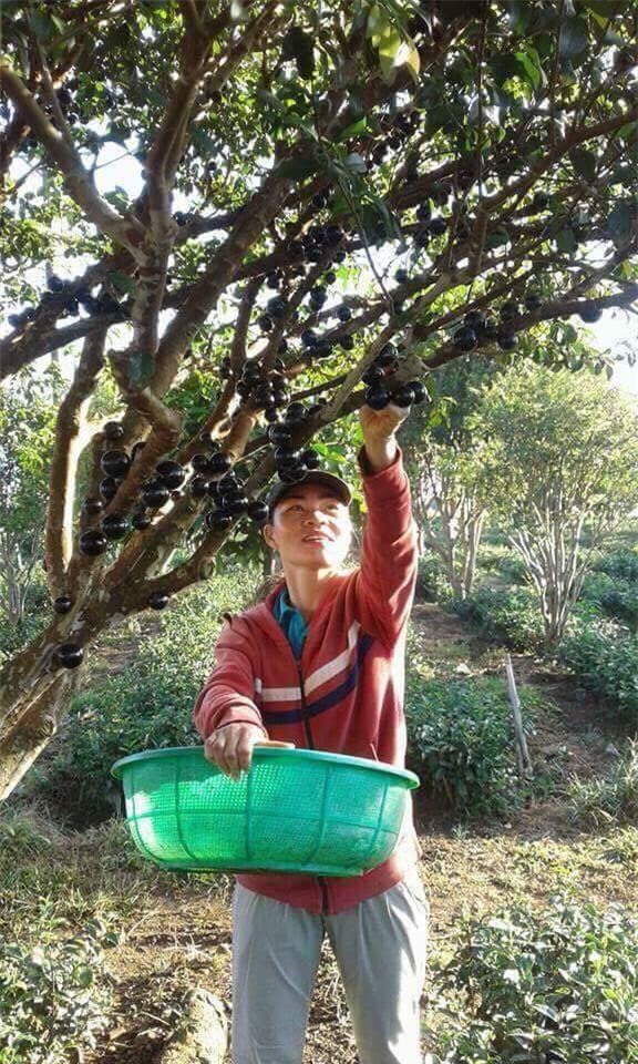 nho thân gỗ, hoa quả ngoại, quả lạ, nho trung quốc, nho lạ, nho tàu