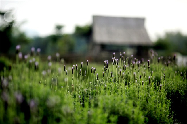 Không cần đi Tây, ở ngay Hà Nội cũng có vườn lavender tím rực khiến chị em ngất ngây - Ảnh 1.