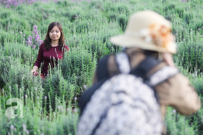 Không cần đi Tây, ở ngay Hà Nội cũng có vườn lavender tím rực khiến chị em ngất ngây - Ảnh 10.