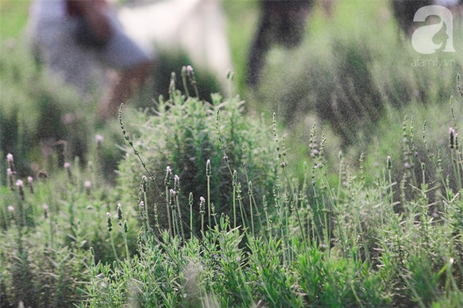 Không cần đi Tây, ở ngay Hà Nội cũng có vườn lavender tím rực khiến chị em ngất ngây - Ảnh 11.