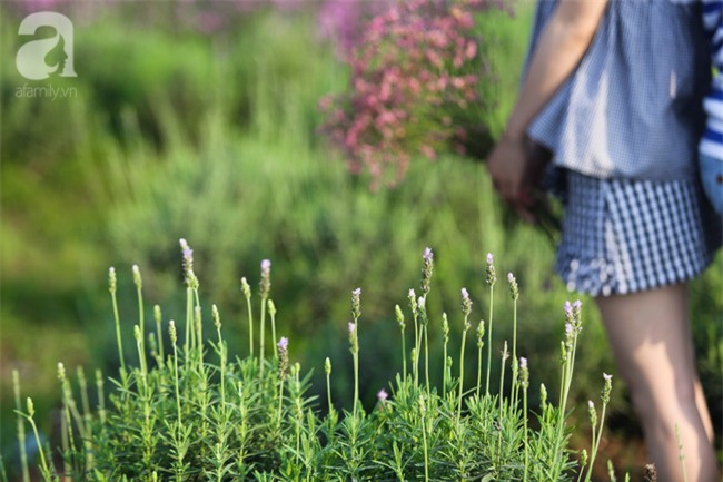Không cần đi Tây, ở ngay Hà Nội cũng có vườn lavender tím rực khiến chị em ngất ngây - Ảnh 12.