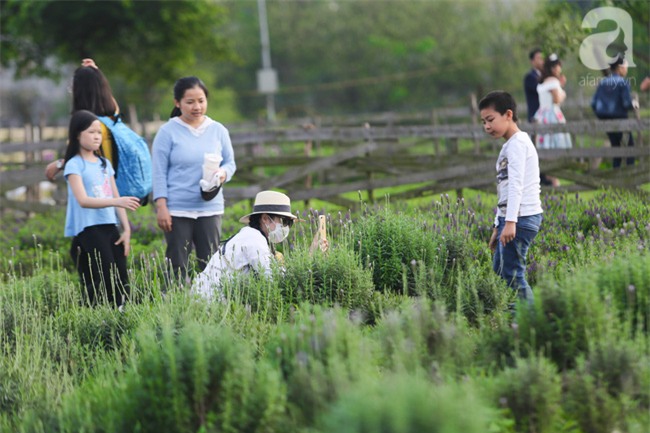 Không cần đi Tây, ở ngay Hà Nội cũng có vườn lavender tím rực khiến chị em ngất ngây - Ảnh 3.