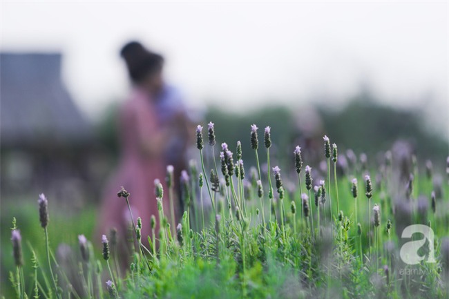 Không cần đi Tây, ở ngay Hà Nội cũng có vườn lavender tím rực khiến chị em ngất ngây - Ảnh 4.