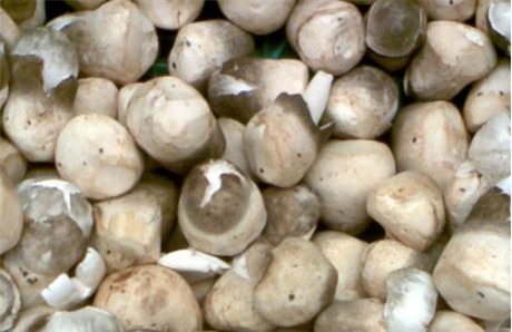 Nấm rơm khi còn trong bọc, thường được gọi là nấm trứng