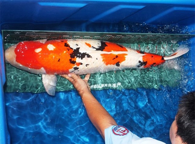 soc: 200 triẹu dòng mọt con cá chép nhạt hinh anh 4