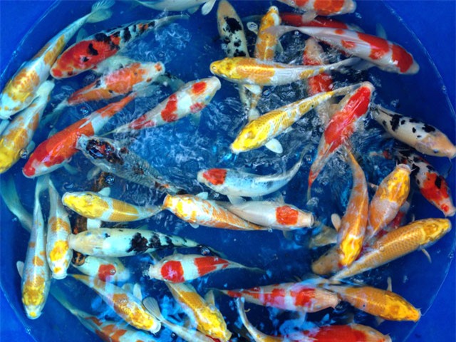 soc: 200 triẹu dòng mọt con cá chép nhạt hinh anh 5