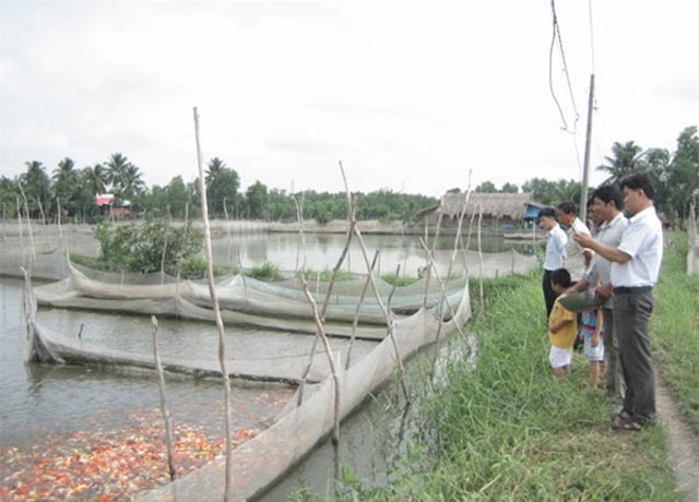 soc: 200 triẹu dòng mọt con cá chép nhạt hinh anh 6