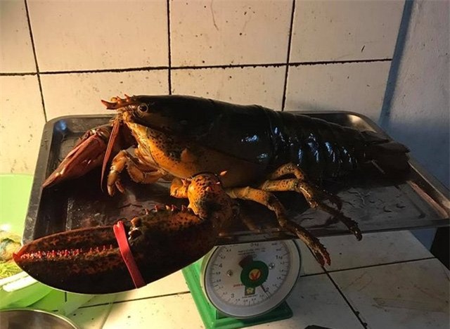 Hà Thành, tôm hùm, đặc sản, hải sản, Hà Nội, Sài Gòn