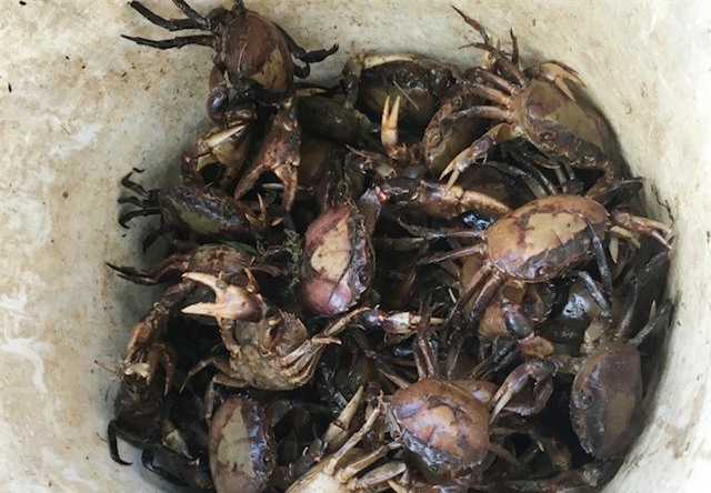 cua đồng, thu mua, tăng giá, nông dân, cua nuôi