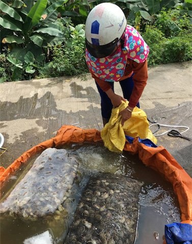 cua đồng, thu mua, tăng giá, nông dân, cua nuôi