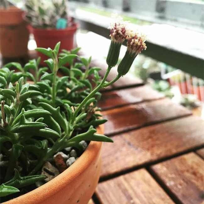 Loài cây kỳ lạ có lá giống hệt cá heo - Ảnh 4.