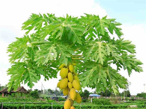 Danh bay moi doc to o da day chi trong 15 ngay voi nguyen lieu cuc ki re tien