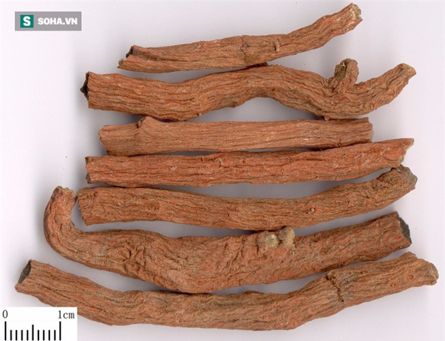 Cả làng 30 năm chưa có người mắc ung thư: Bí quyết nhờ vào một loại thảo dược dân dã - Ảnh 9.