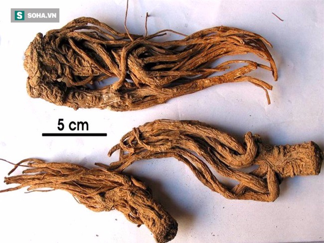 Cả làng 30 năm chưa có người mắc ung thư: Bí quyết nhờ vào một loại thảo dược dân dã - Ảnh 3.