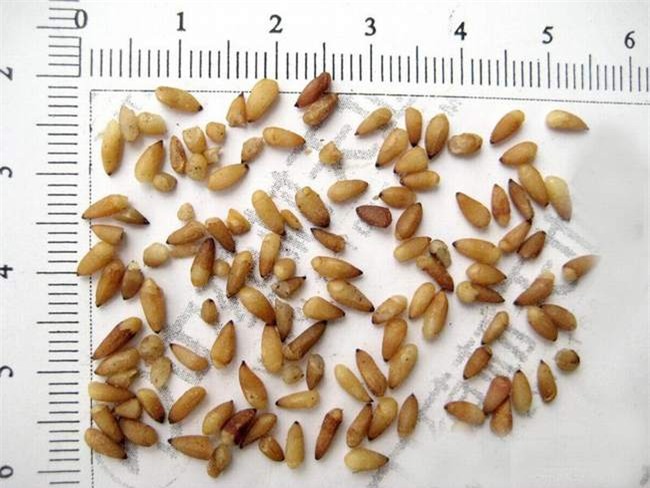 Cả làng 30 năm chưa có người mắc ung thư: Bí quyết nhờ vào một loại thảo dược dân dã - Ảnh 7.