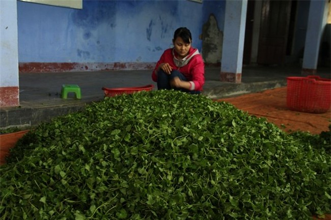trồng rau má, rau má, Quảng Thọ, trồng rau, làng tỷ phú, làm giàu