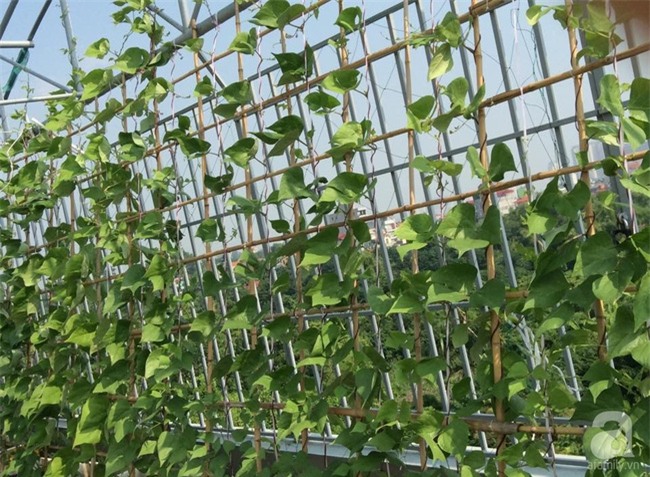 Đầu tư 30 triệu, ông bố 2 con sở hữu vườn rau trên sân thượng tươi đẹp bất ngờ giữa lòng thủ đô - Ảnh 11.