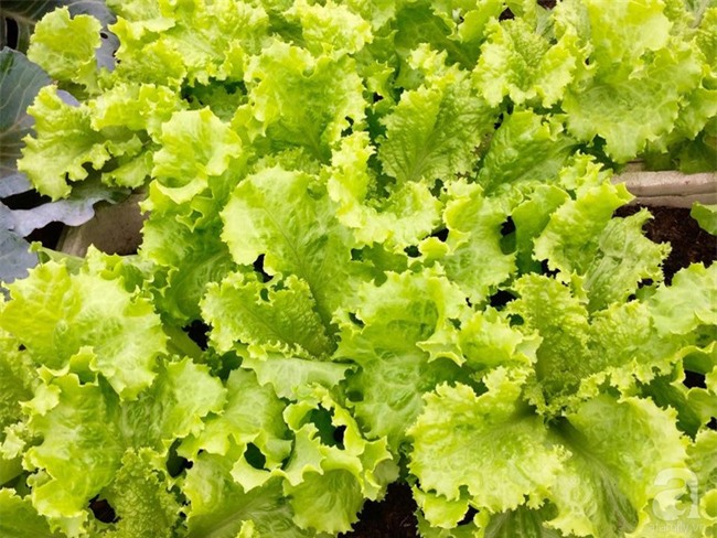 Đầu tư 30 triệu, ông bố 2 con sở hữu vườn rau trên sân thượng tươi đẹp bất ngờ giữa lòng thủ đô - Ảnh 14.