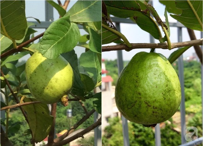 Đầu tư 30 triệu, ông bố 2 con sở hữu vườn rau trên sân thượng tươi đẹp bất ngờ giữa lòng thủ đô - Ảnh 18.