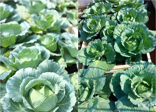 Đầu tư 30 triệu, ông bố 2 con sở hữu vườn rau trên sân thượng tươi đẹp bất ngờ giữa lòng thủ đô - Ảnh 19.