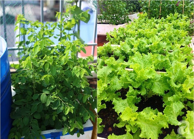 Đầu tư 30 triệu, ông bố 2 con sở hữu vườn rau trên sân thượng tươi đẹp bất ngờ giữa lòng thủ đô - Ảnh 23.