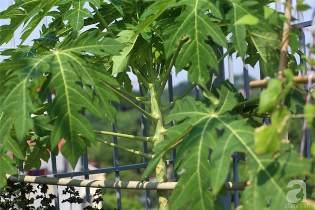 Đầu tư 30 triệu, ông bố 2 con sở hữu vườn rau trên sân thượng tươi đẹp bất ngờ giữa lòng thủ đô - Ảnh 24.