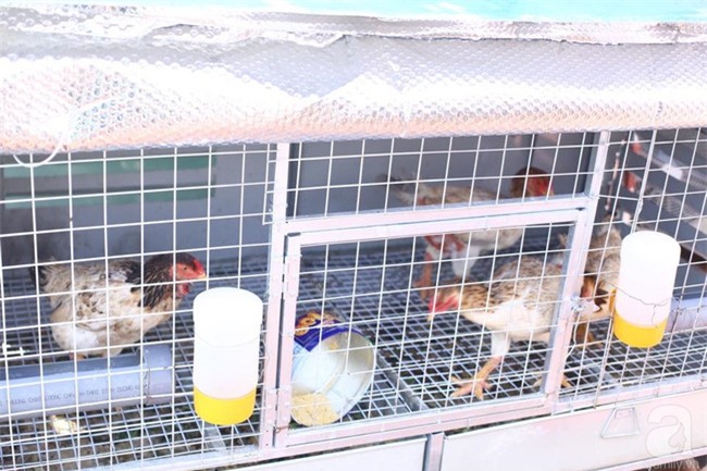 Đầu tư 30 triệu, ông bố 2 con sở hữu vườn rau trên sân thượng tươi đẹp bất ngờ giữa lòng thủ đô - Ảnh 26.