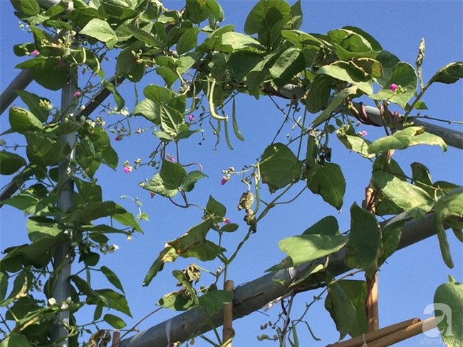 Đầu tư 30 triệu, ông bố 2 con sở hữu vườn rau trên sân thượng tươi đẹp bất ngờ giữa lòng thủ đô - Ảnh 9.