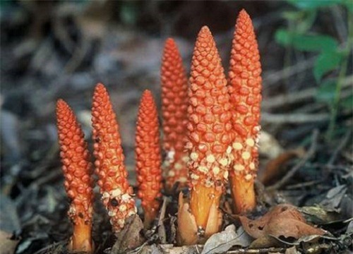 can than nhap vien vi tin loi don thoi ve loai nam khien “1 nguoi khoe, 2 nguoi vui” - 1