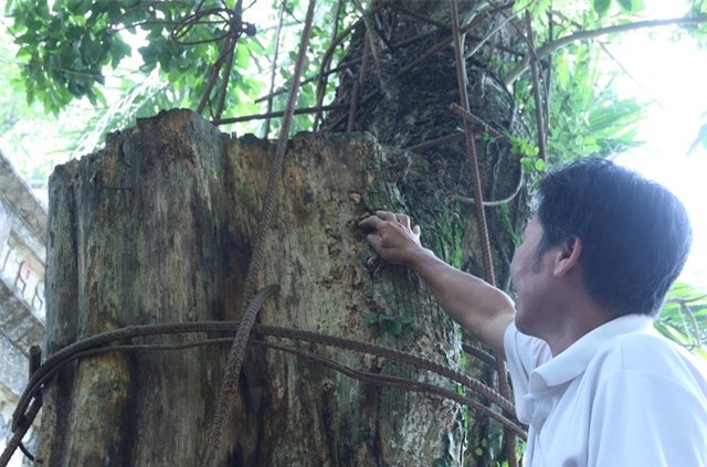 hà nội, gỗ quý, Bắc Ninh, Cây sưa, gỗ sưa, cành sưa, sưa cổ thụ