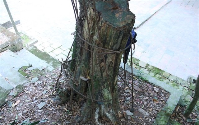 hà nội, gỗ quý, Bắc Ninh, Cây sưa, gỗ sưa, cành sưa, sưa cổ thụ