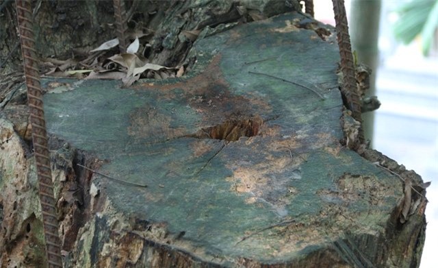 hà nội, gỗ quý, Bắc Ninh, Cây sưa, gỗ sưa, cành sưa, sưa cổ thụ