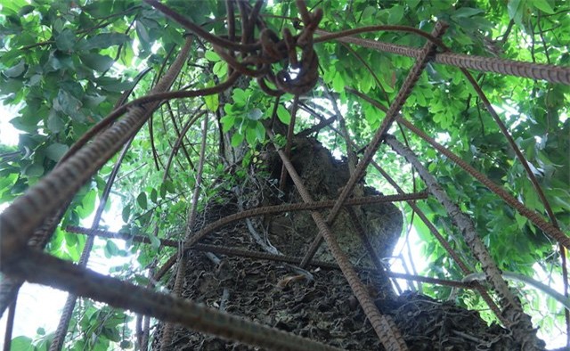 hà nội, gỗ quý, Bắc Ninh, Cây sưa, gỗ sưa, cành sưa, sưa cổ thụ