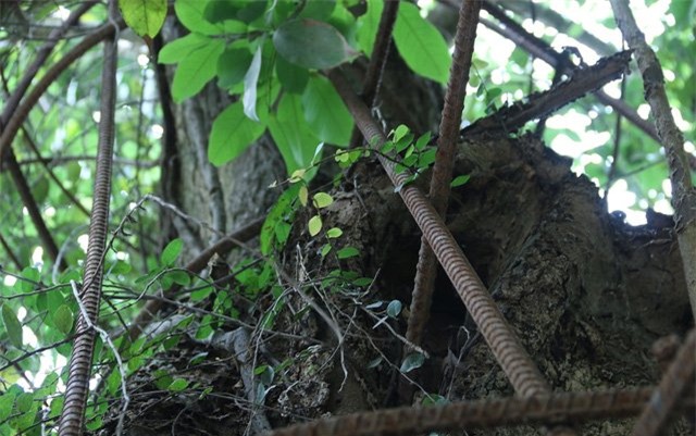 hà nội, gỗ quý, Bắc Ninh, Cây sưa, gỗ sưa, cành sưa, sưa cổ thụ