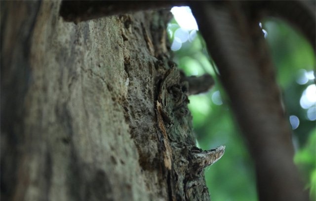 hà nội, gỗ quý, Bắc Ninh, Cây sưa, gỗ sưa, cành sưa, sưa cổ thụ