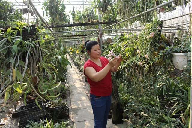 trong cay tièn tỷ: vo chong 7x vùa ngám hoa lan vùa