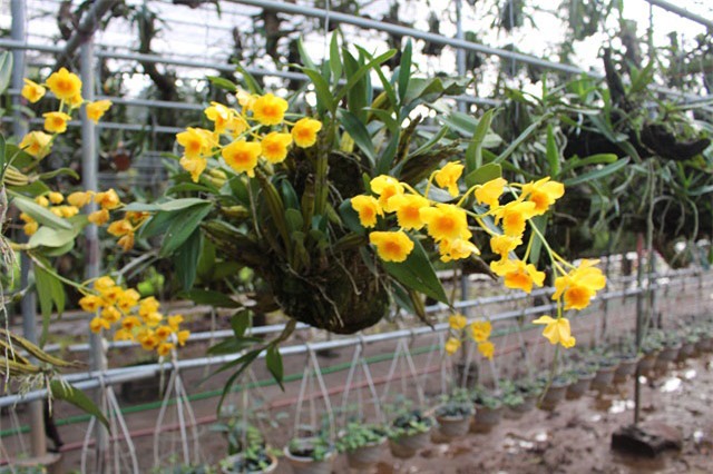 trong cay tièn tỷ: vo chong 7x vùa ngám hoa lan vùa