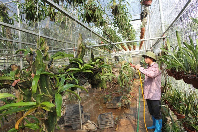 trong cay tièn tỷ: vo chong 7x vùa ngám hoa lan vùa 