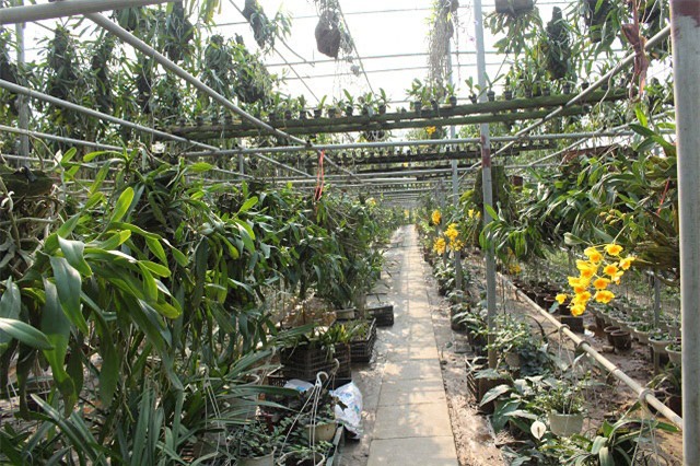 trong cay tièn tỷ: vo chong 7x vùa ngám hoa lan vùa