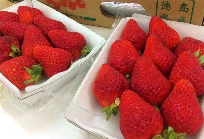 hoa quả ngoại, hoa quả nhập khẩu, hoa quả nhật bản, hoa quả đắt nhất thế giới, dân giàu việt