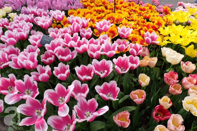 Lạc vào thiên đường hoa 7 triệu bông, một năm chỉ mở cửa một lần - Ảnh 10.