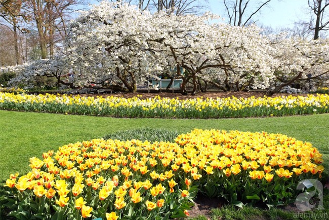 Lạc vào thiên đường hoa 7 triệu bông, một năm chỉ mở cửa một lần - Ảnh 12.