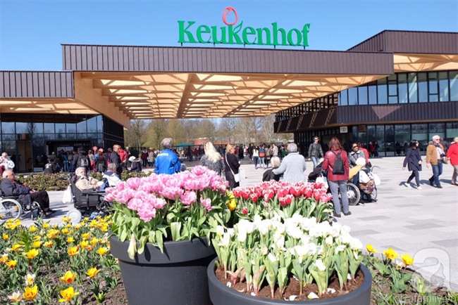 Lạc vào thiên đường hoa 7 triệu bông, một năm chỉ mở cửa một lần - Ảnh 3.