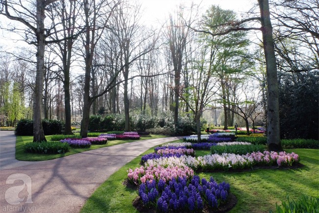 Lạc vào thiên đường hoa 7 triệu bông, một năm chỉ mở cửa một lần - Ảnh 6.