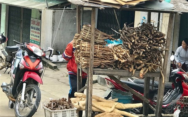 sâm Hàn Quốc, sâm quý, sâm Ngọc Linh, Quảng Ngãi, nhân sâm