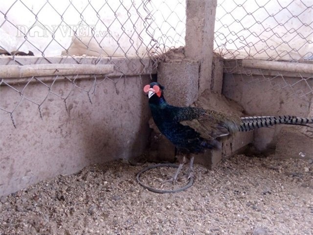 Đeo kính, nuôi chim, chim trĩ, nông dân, tỷ phú, chim trĩ xanh