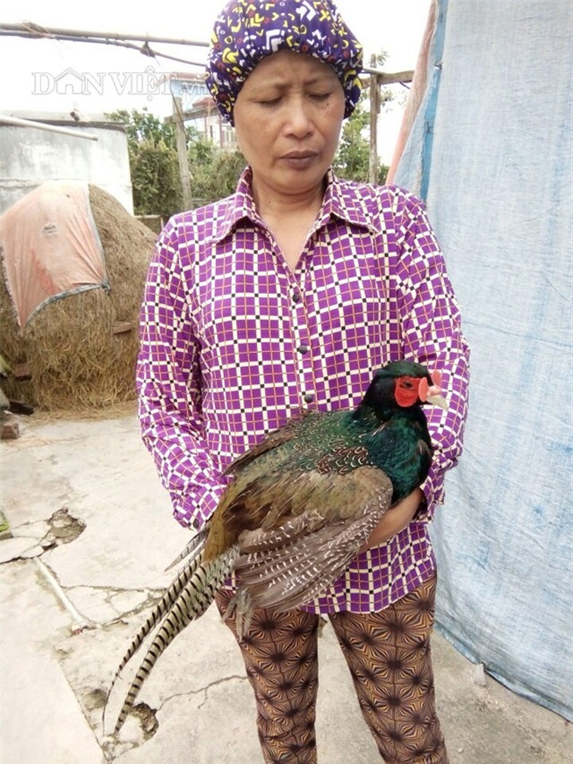 Đeo kính, nuôi chim, chim trĩ, nông dân, tỷ phú, chim trĩ xanh