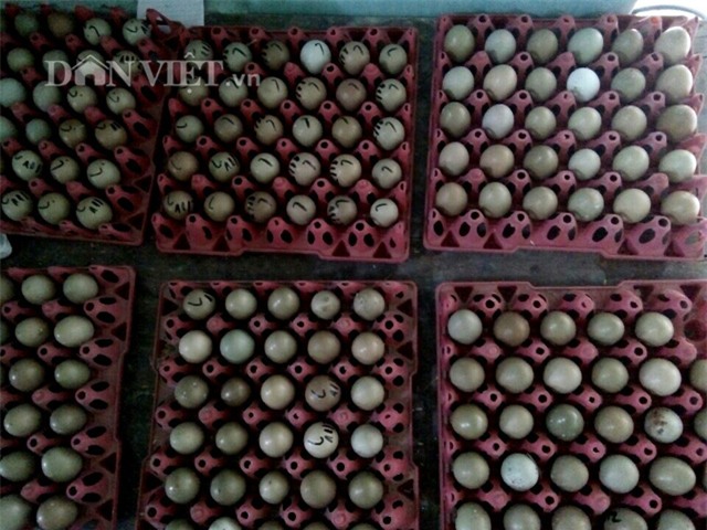 Đeo kính, nuôi chim, chim trĩ, nông dân, tỷ phú, chim trĩ xanh