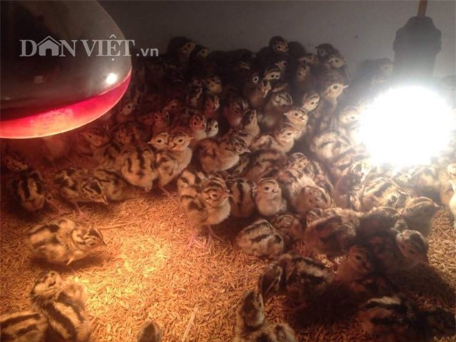 Đeo kính, nuôi chim, chim trĩ, nông dân, tỷ phú, chim trĩ xanh